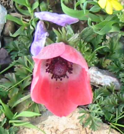 halabja flower 2